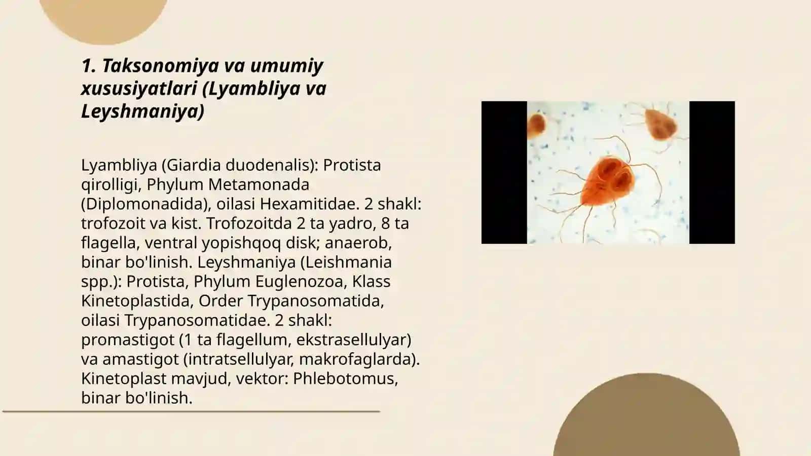 Odamlarda parazitlik qiluvchi xivchinlilar (lyambliya va leyshmaniya) 3