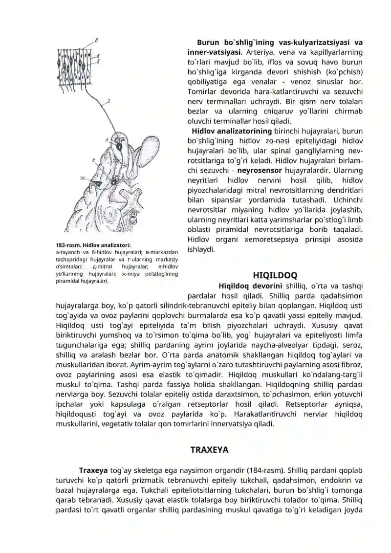 Nafas olish organlari sistemasi 3