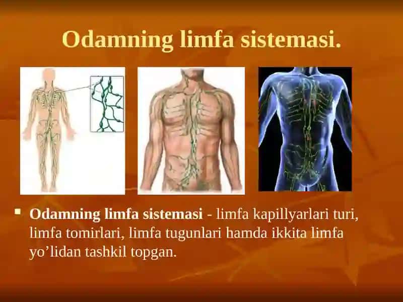 Limfa tomirlarning rivojlanishiga va tuzilishiga ijtimoiy va bialogik muxitlarning tasiri 3