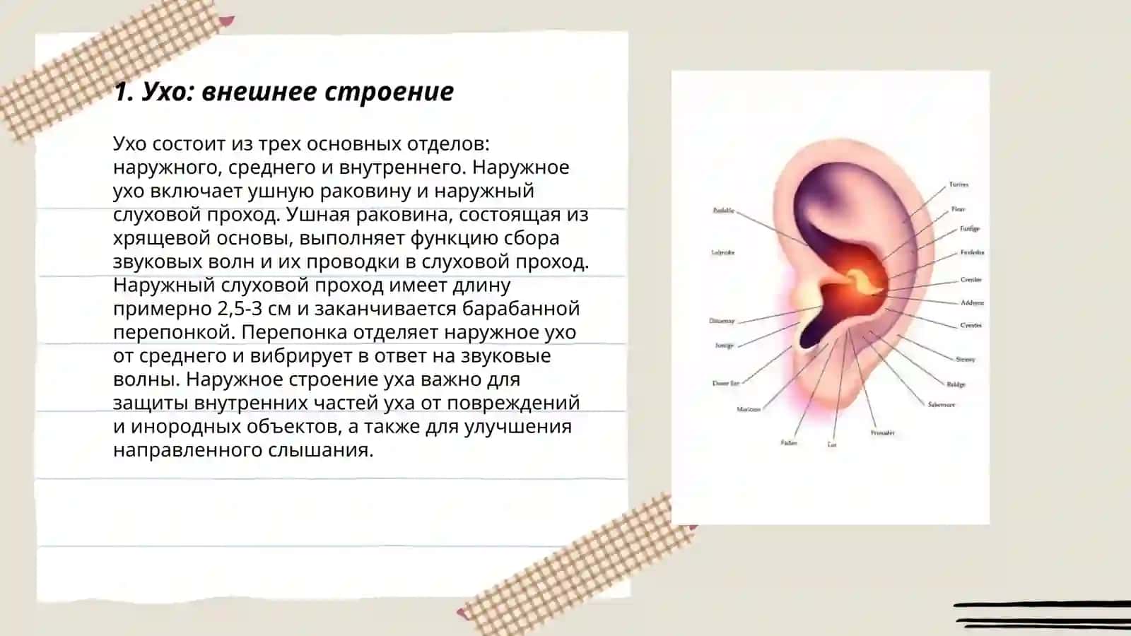 Орган слуха человека-строение и особенности 3
