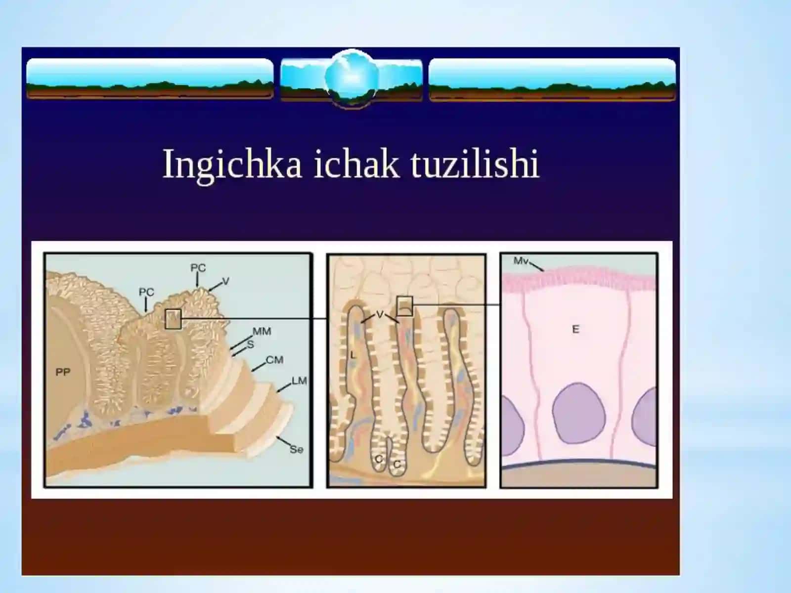INGICHKA ICHAKDA OVQAT HAZM BO'LISHI 3