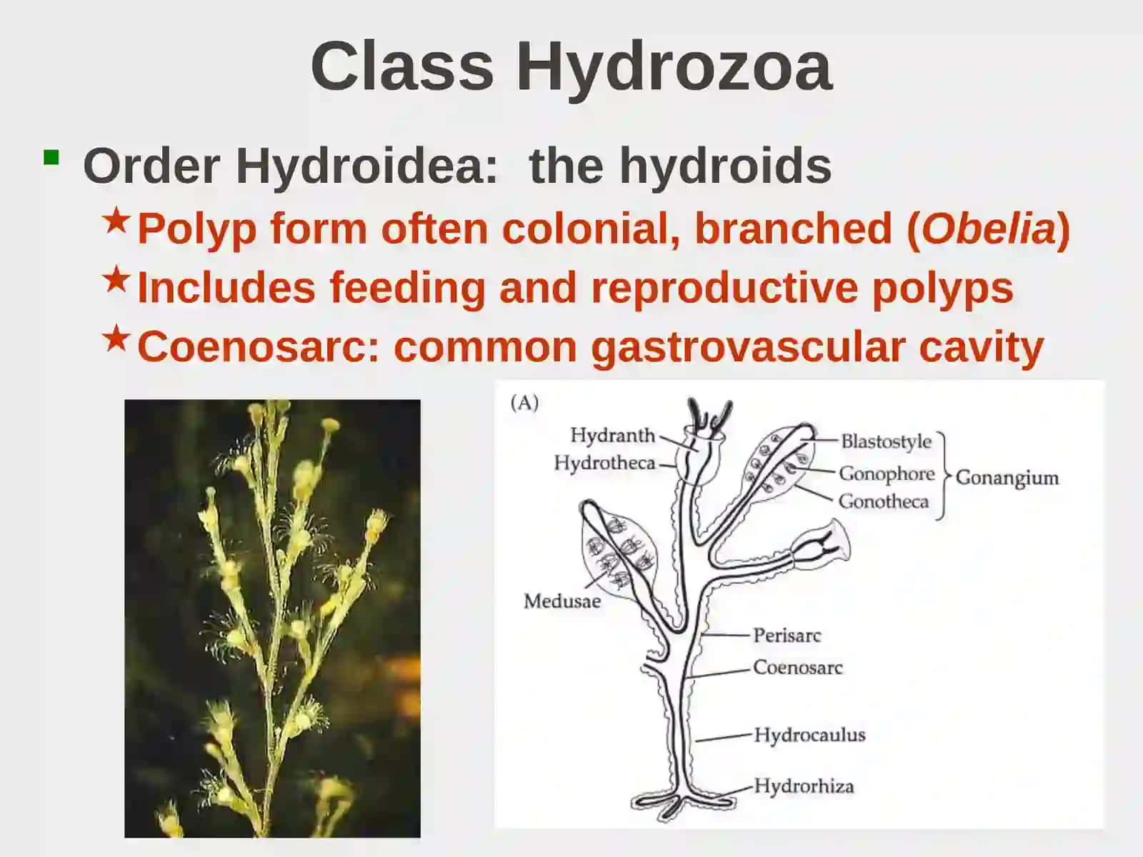 Class Hydrozoa Lecture on Phylum Cnidaria 3
