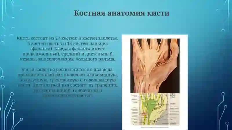 Клиническая анатомия кисти и стопы и современные операции 3