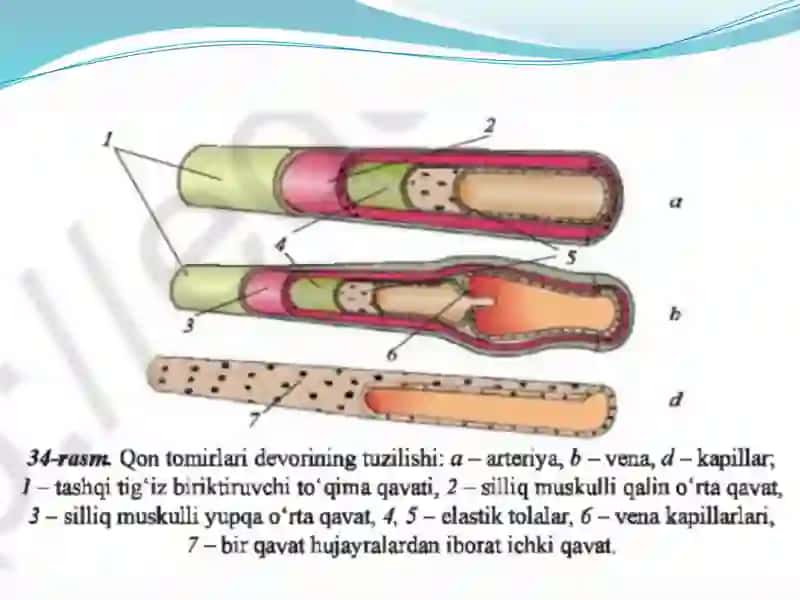 Qontomirlari va arteriyalar tuzilishi 3