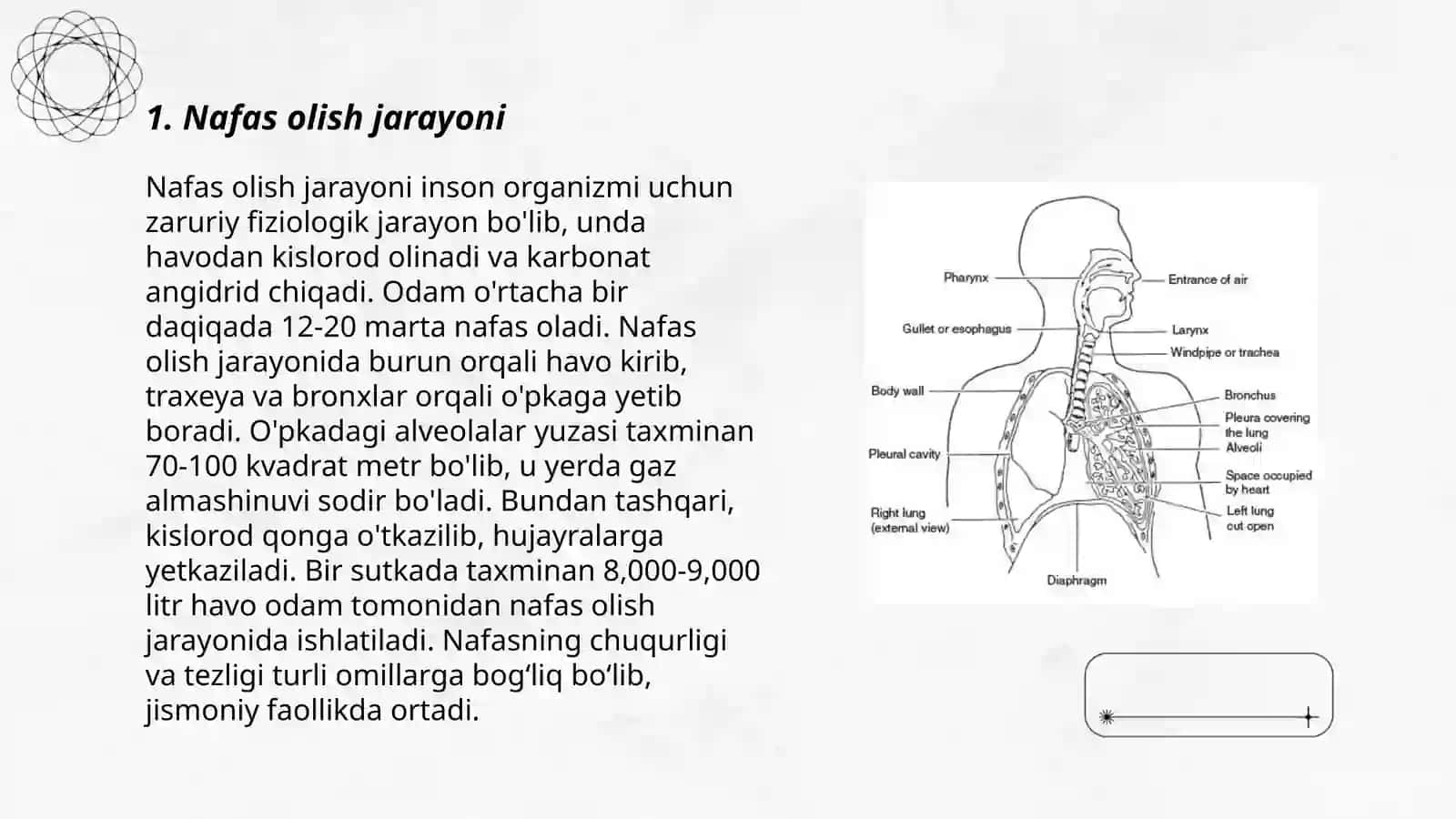Nafas sistemasi traxeya bronx 3