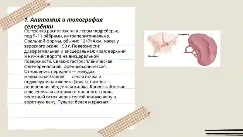 Селезенка 3