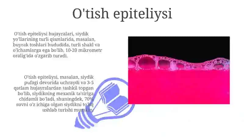 O'tish epiteliysi 3