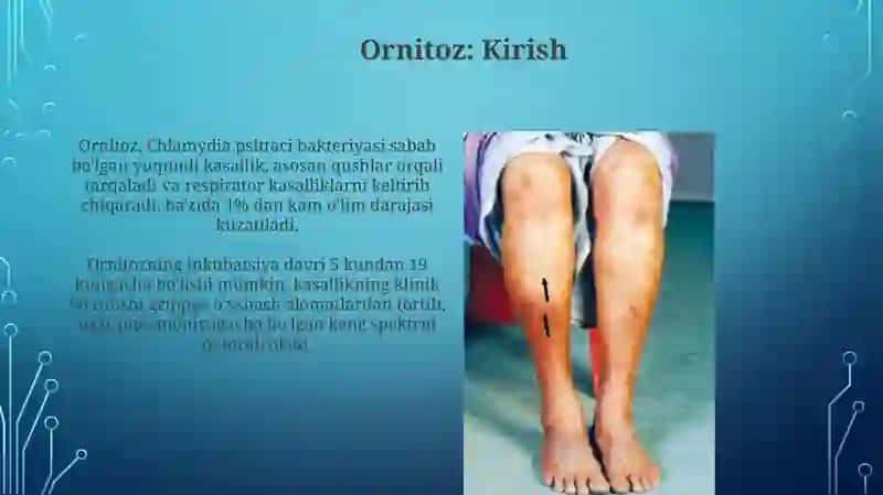 Ornitoz 3