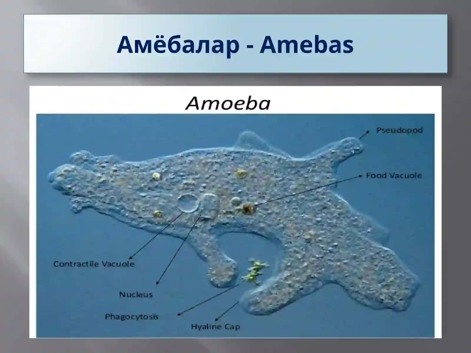 Protozoa кенжа дунёси (Бир ҳужайралилар) 3