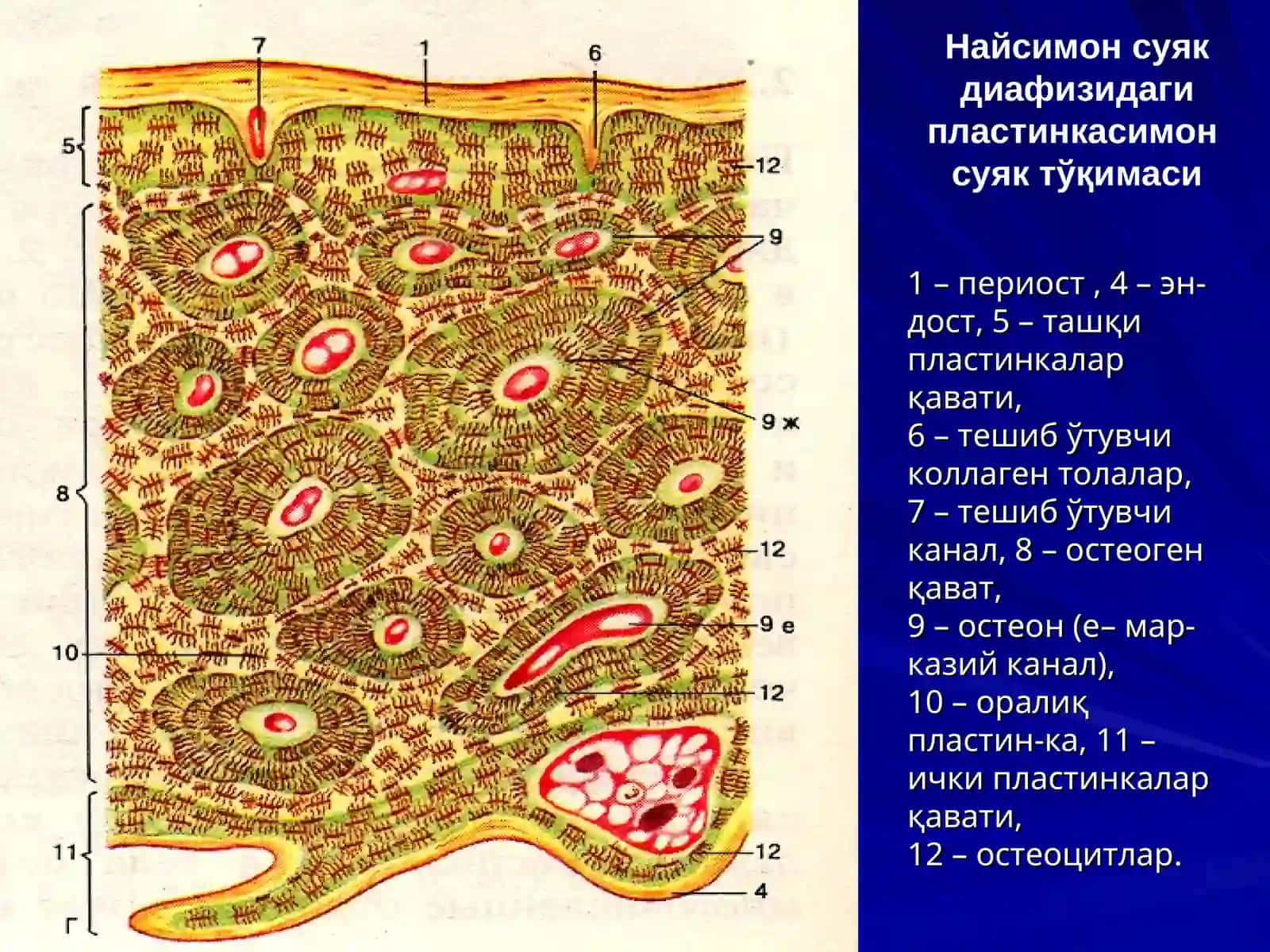 СУЯК ТЎҚИМА 3