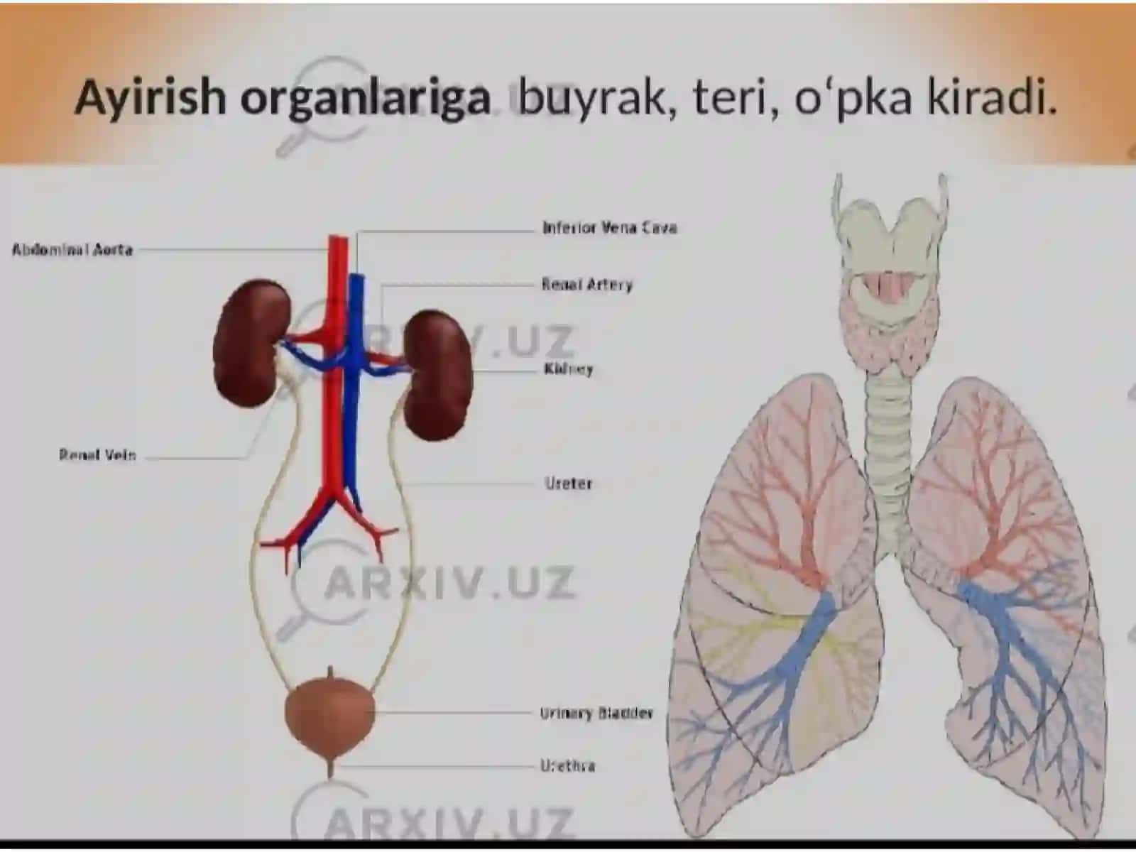 AYIRISH SISTEMASI TUZILISHI 3