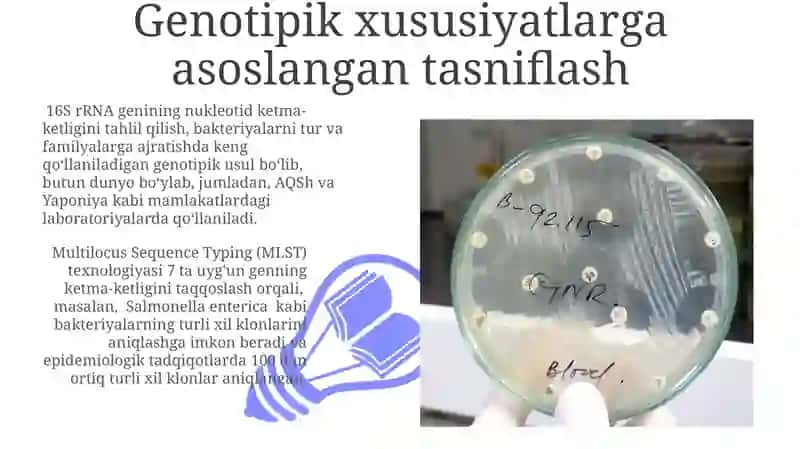 Bakteriyalar tasnifi 3
