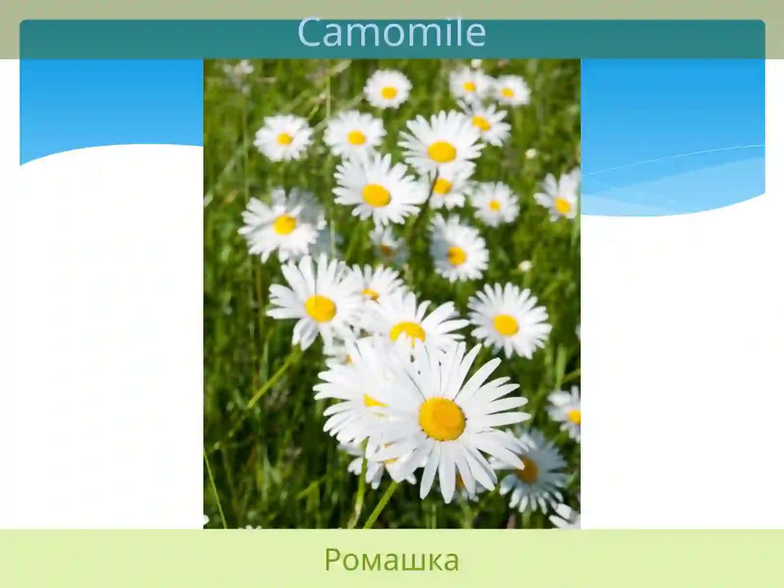 Гвоздика 3