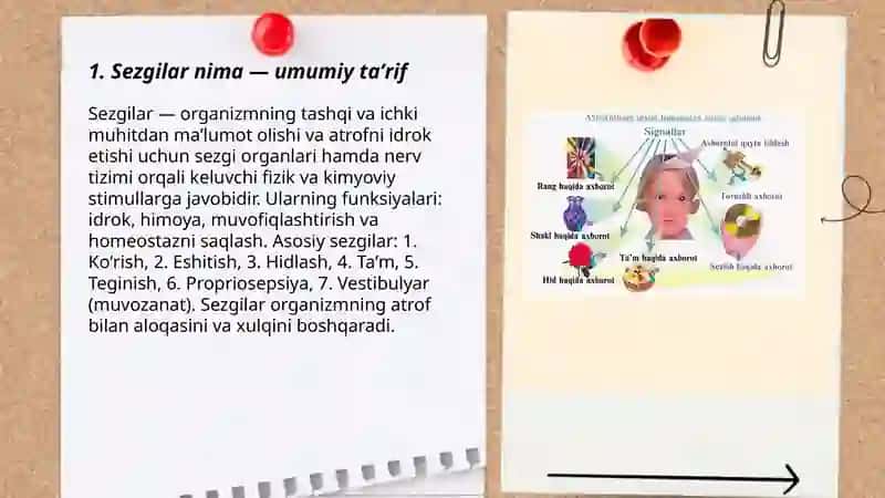 Sezgilar haqida umumiy tushuncha 3