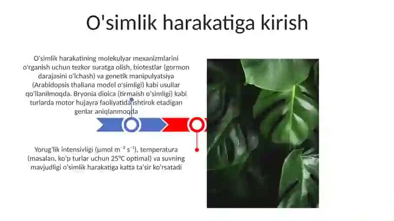 O'simliklarning harakatlari 3