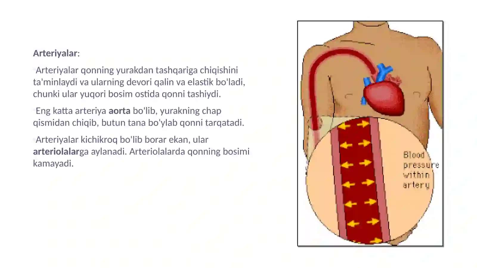 Qontomirlari.Tuzilishivaxususiyati.Yurakningtuzilishivafiziologiyasi.Qonaylanishdoirasi 3