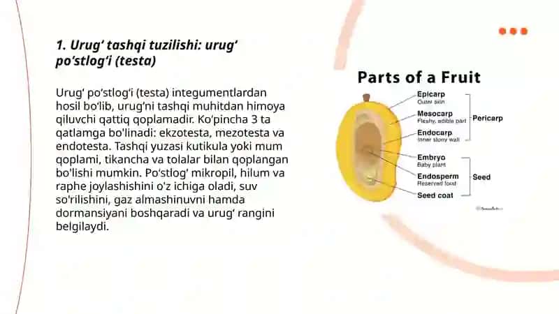 Urugʻ va mevaning tuzilishi 3