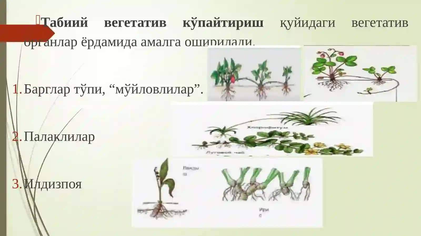 Табиий вегетатив кўпайиш 3