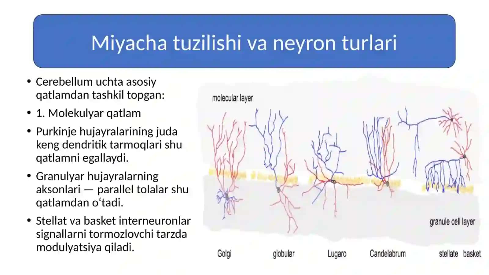Miyachada neyronlararo aloqalar. Purkinje hujayralarining tashqi ta’sirlarga va gipoksiyaga reaksiyalari 3