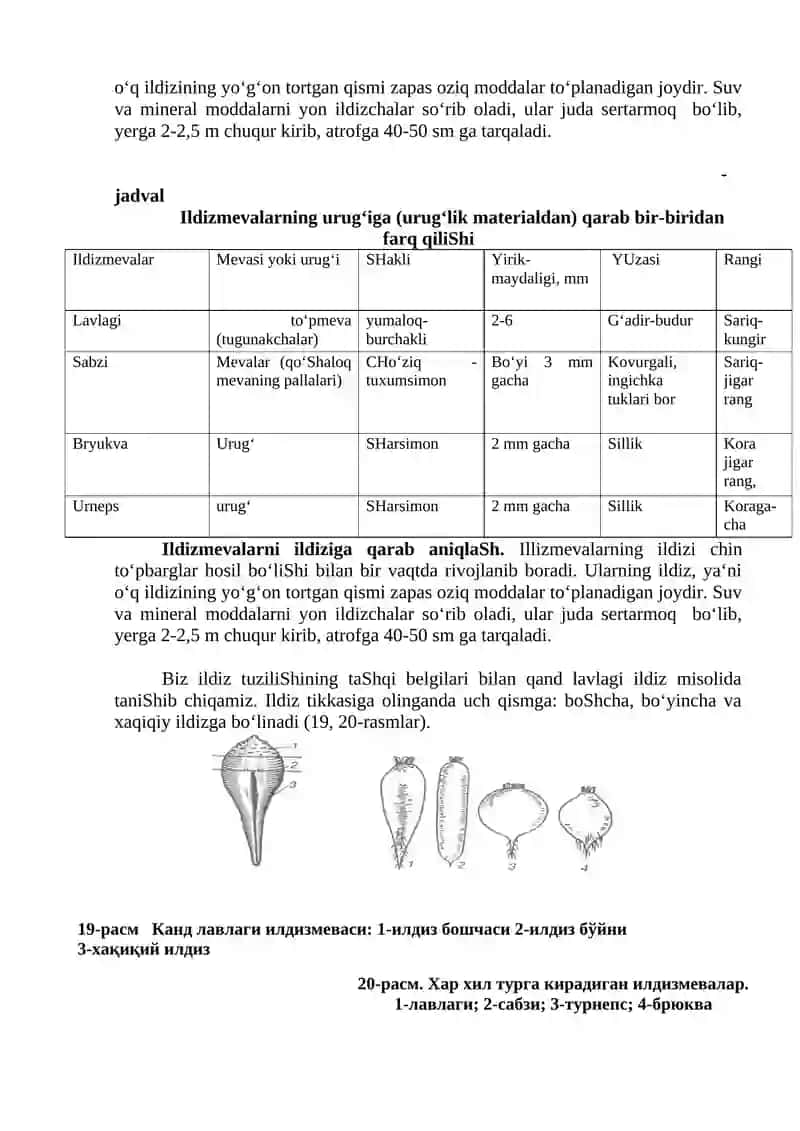 Ildizmevali ekinlar umumiy morfologik belgilari 3