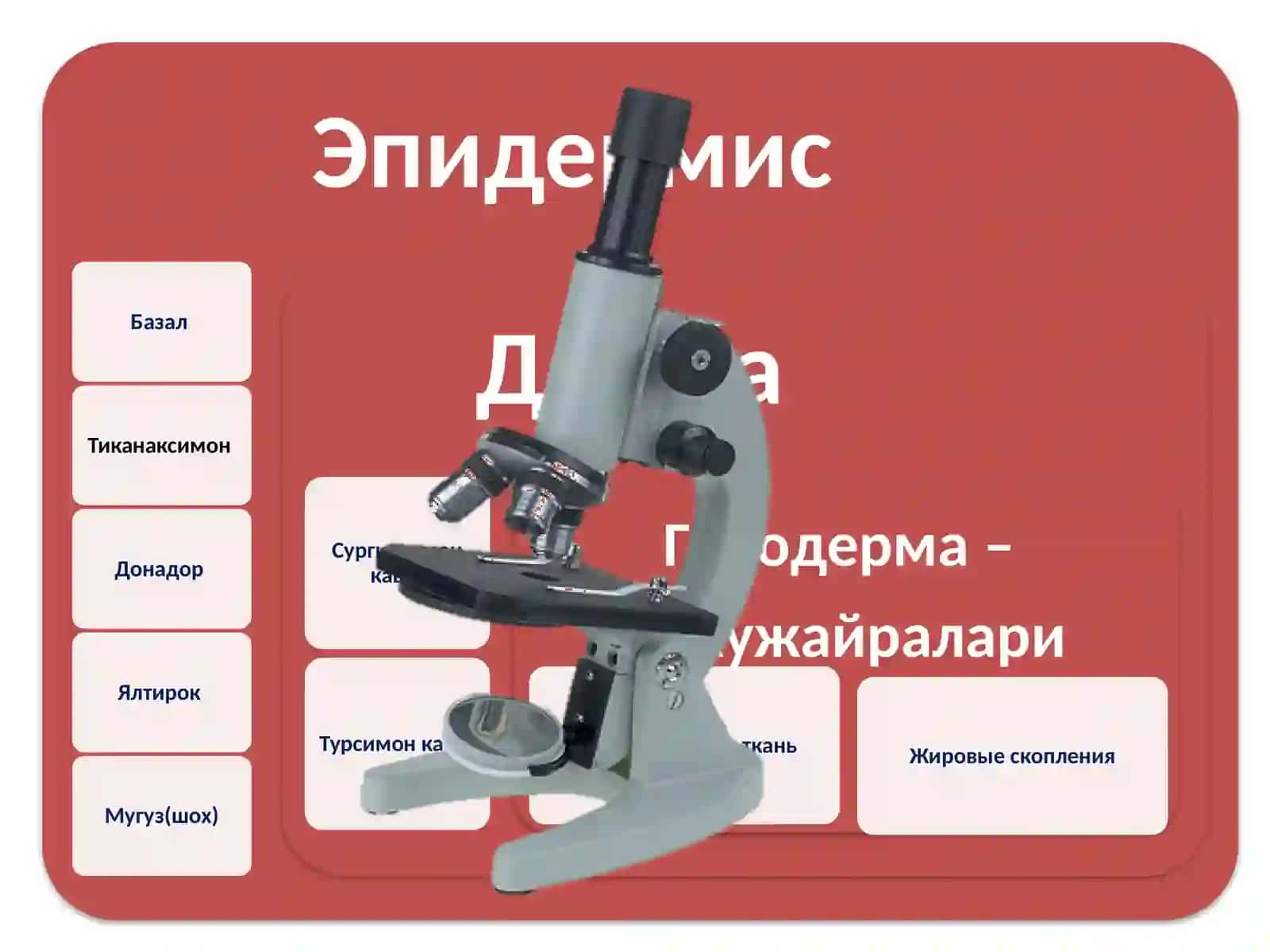 ИКП ВА ТЕРИ ТАЪНОСИЛ КАСАЛЛИКЛАРИ КАФЕДРАСИНИНИНГ ОРМАЛ ТЕРИ ТУЗИЛИШИ 3