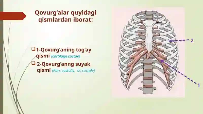 Qovurgʻa toʻsh suyagi va koʻkrak qafasi ularni yoshga doir xususyatlari. Yelka kamari va qoʻl erkin suyaklari tuzilishi yoshga doir xususyatlari.Yelkakamarivaqoʻlerkinsuyaklarituzilishiyoshgadoirxususyatlari 3