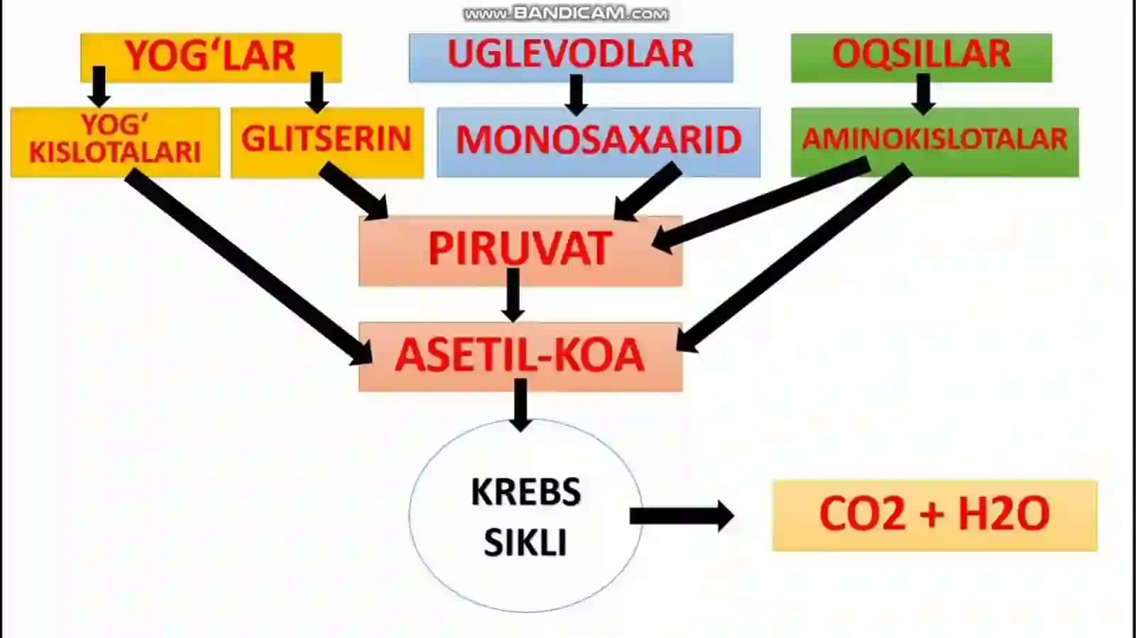 Mitoxondriyalkasalliklar 3