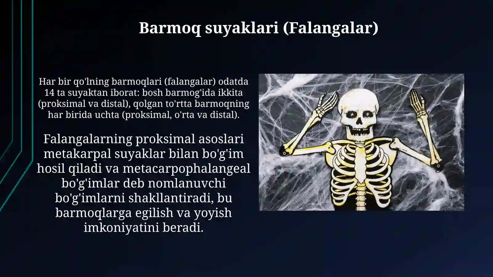 Qoʻl skeleti, qoʻlning erkin suyaklari. Yelka kamari 3