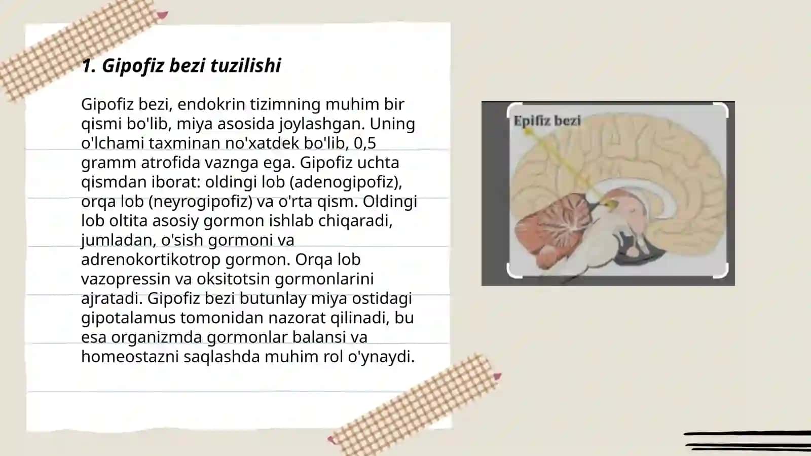 Ichki sekretsiya bezlari va uning gormonlari 3