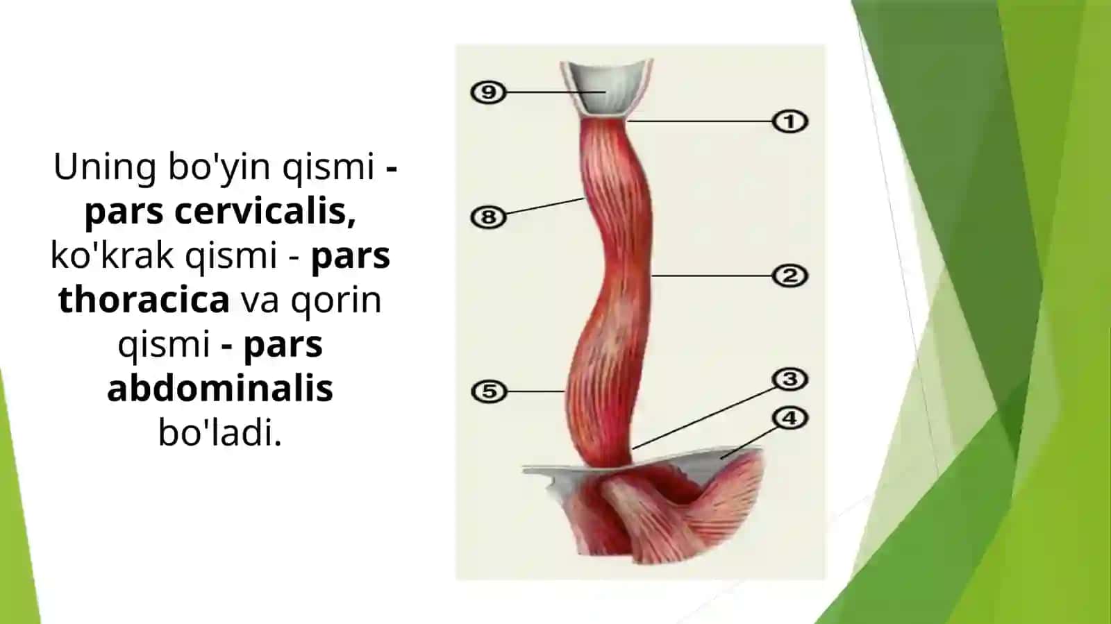 Golotopiya 3