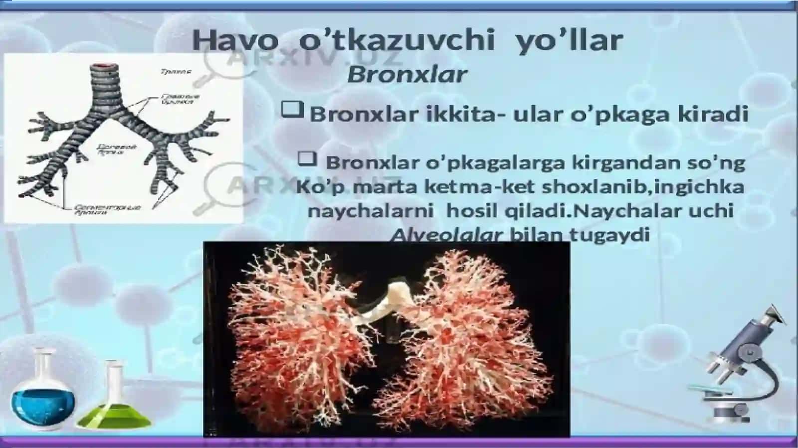 TRAXEYA, BRONX, O’PKA GISTALOGIYASI+ANATOMIYASI 3