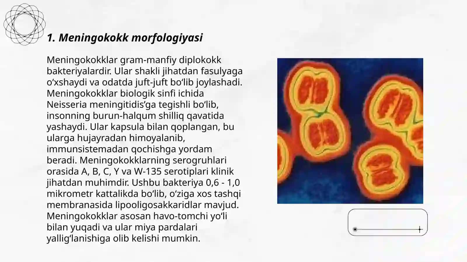 Meningokokk va pnevmokokk morfologiyasi va kasallik patogenezi 3