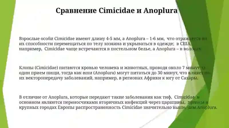 Медицинское значение Cimicidae: влияние на здоровье человека 3