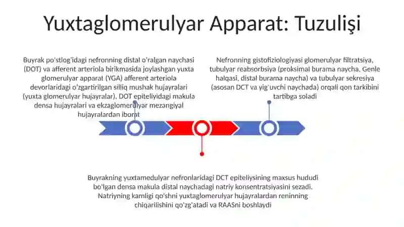 Yuxtaglomerulyar Apparat 3