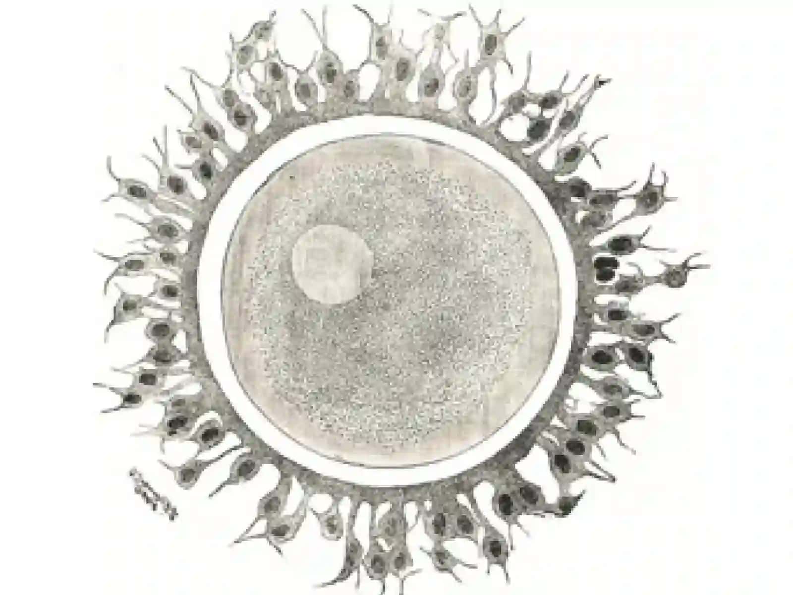 Biogenetik qonunlar 3