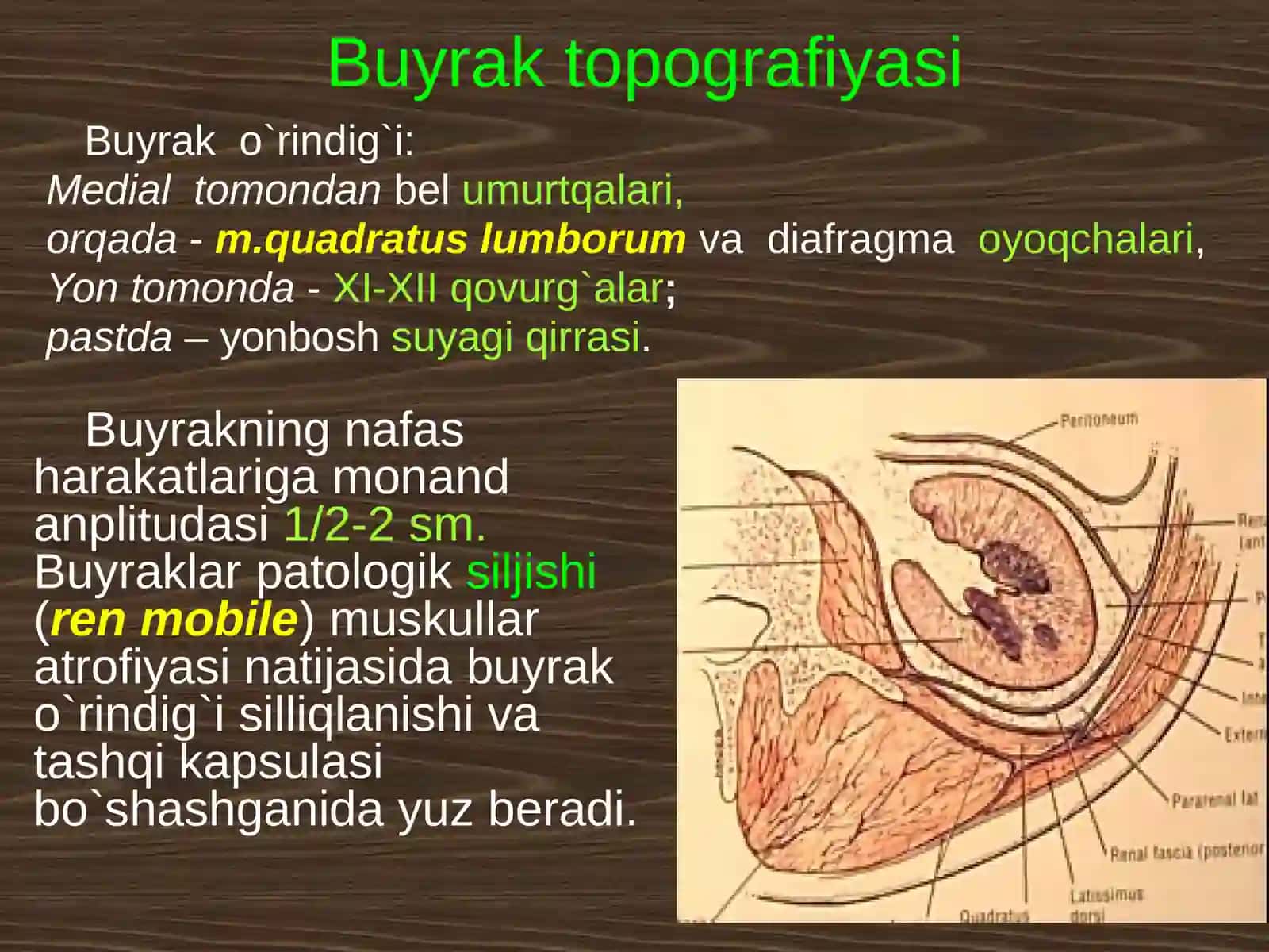 BEL SOHASI VА QORIN PARDA ORQA BO`SHLIG`NING KLINIK ANATOMIYASI VA OPERATSIYALARI.BUYRAK VА SIYDIK YO`LLARIDA OPERATSIYALAR 3