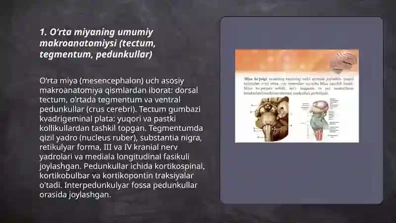 Oʻrta miya, oraliq miya va uchinchi qorinchaning anatomiyasi 3