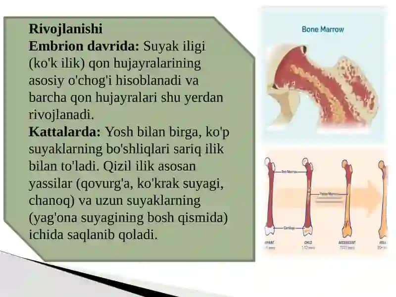 Suyak iligi rivojlanishi, tuzilishi, vazifasi. Qizil ilik, sariq ilik. 3