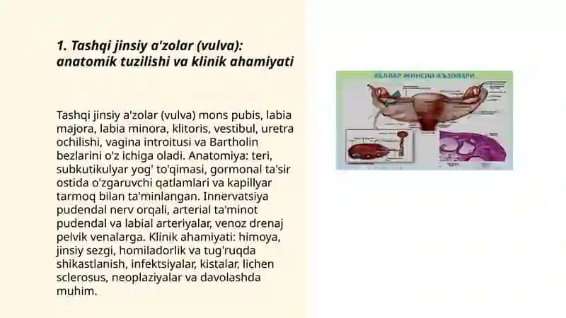 Ayollar jinsiy tizim a'zolari anatomiyasi 3