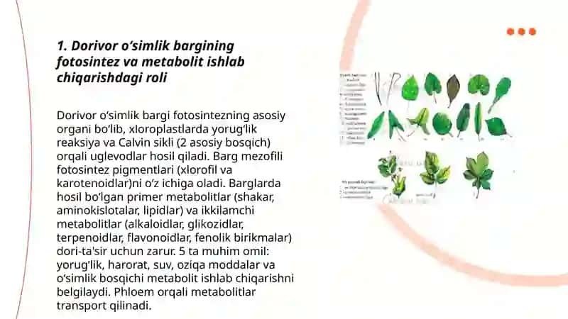 Dorivor oʻsimliklar barg vazifasi va tuzilishi, tiplari va ularning insonlar hamda qishloq xoʻjaligidagi ahamiyati 3