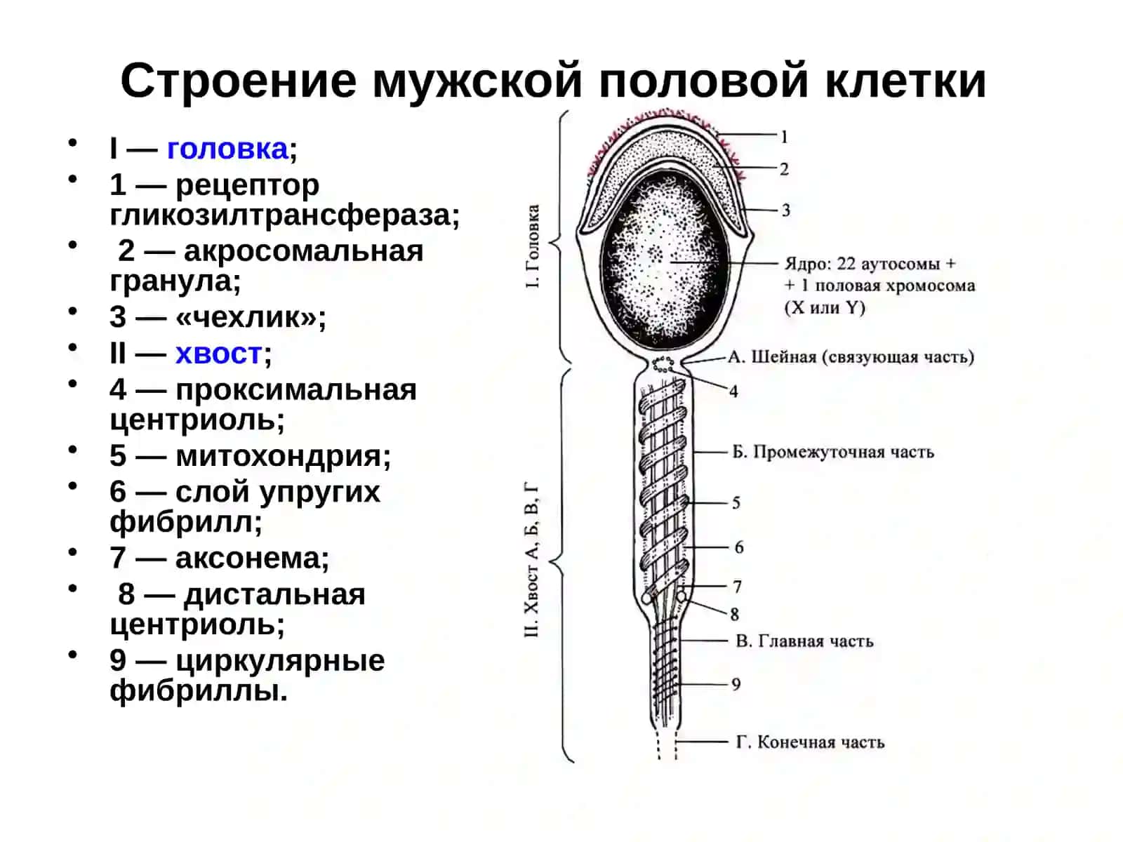 Онтогенез 3