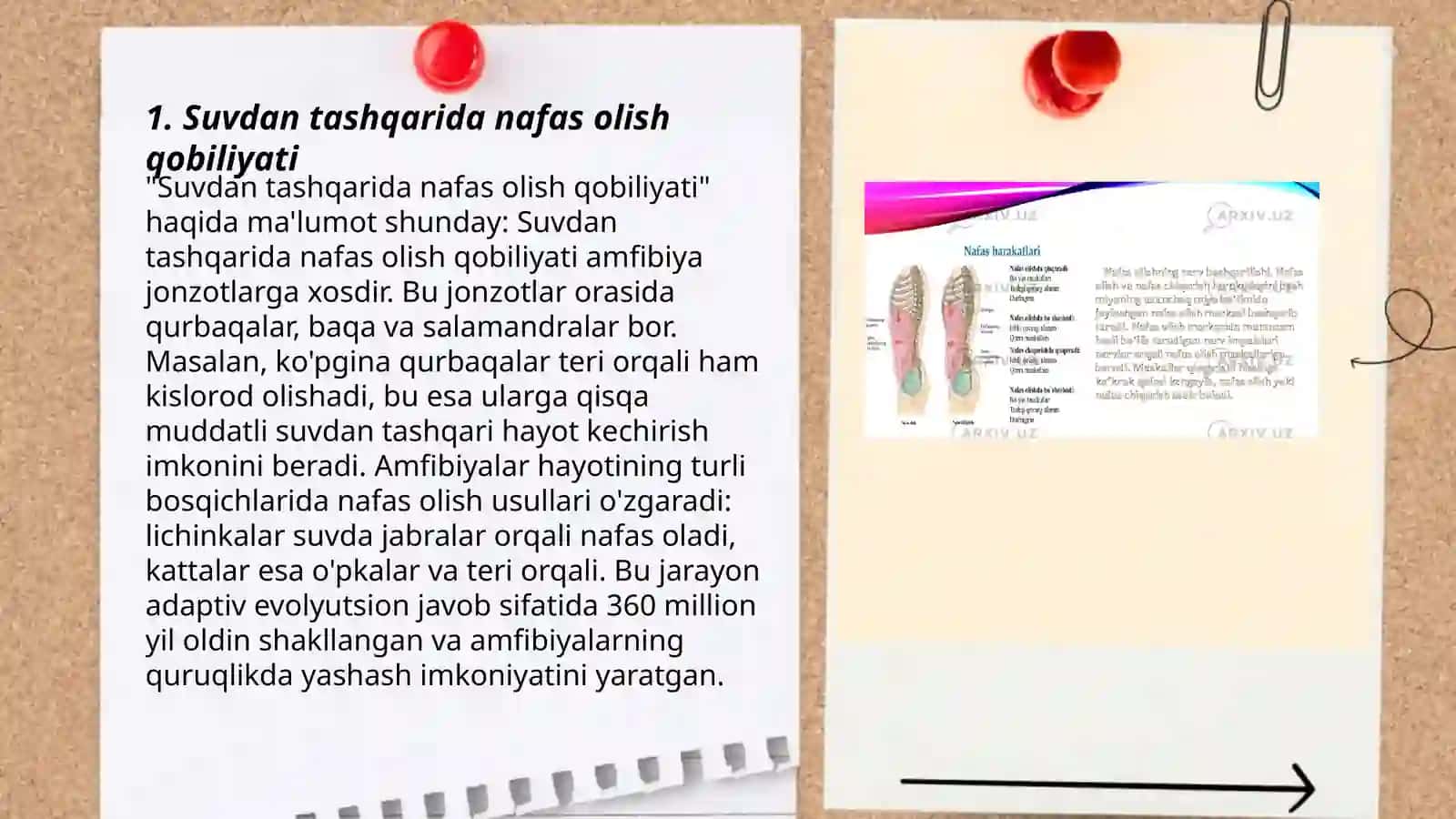 Ikki xil nafas oluvchi baliqlar uchun xos xususiyatlar 3