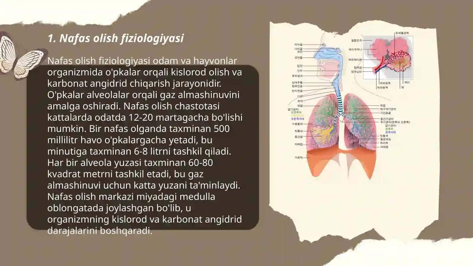 Nafas olish sistemasi 3