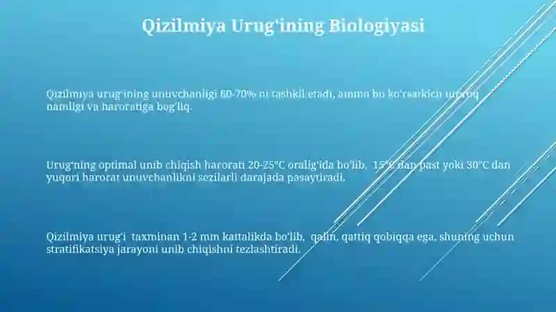 Qizilmiya oʻsimligining urugchiligi va kochatchiligi 3