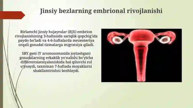 Reproduktiv tizim aʼzolarining shakllanishi 3