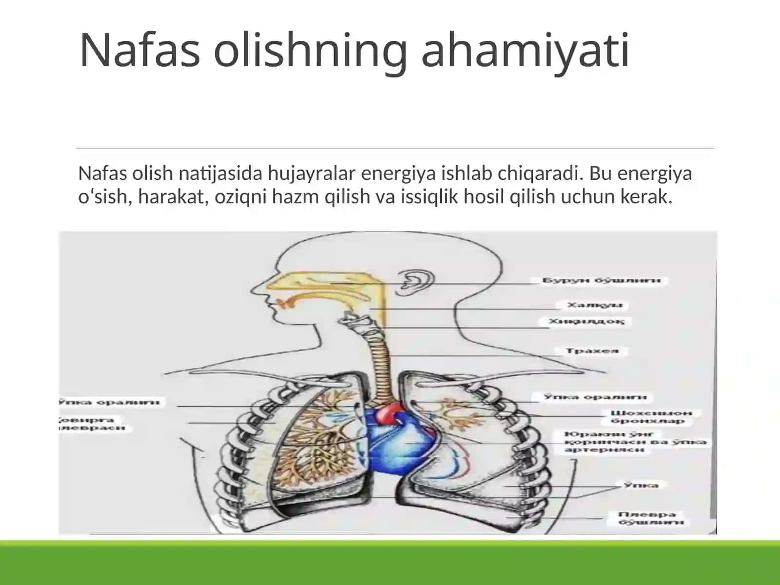 Nafas olish turlari va ularga to'liq ta'rif berish 3