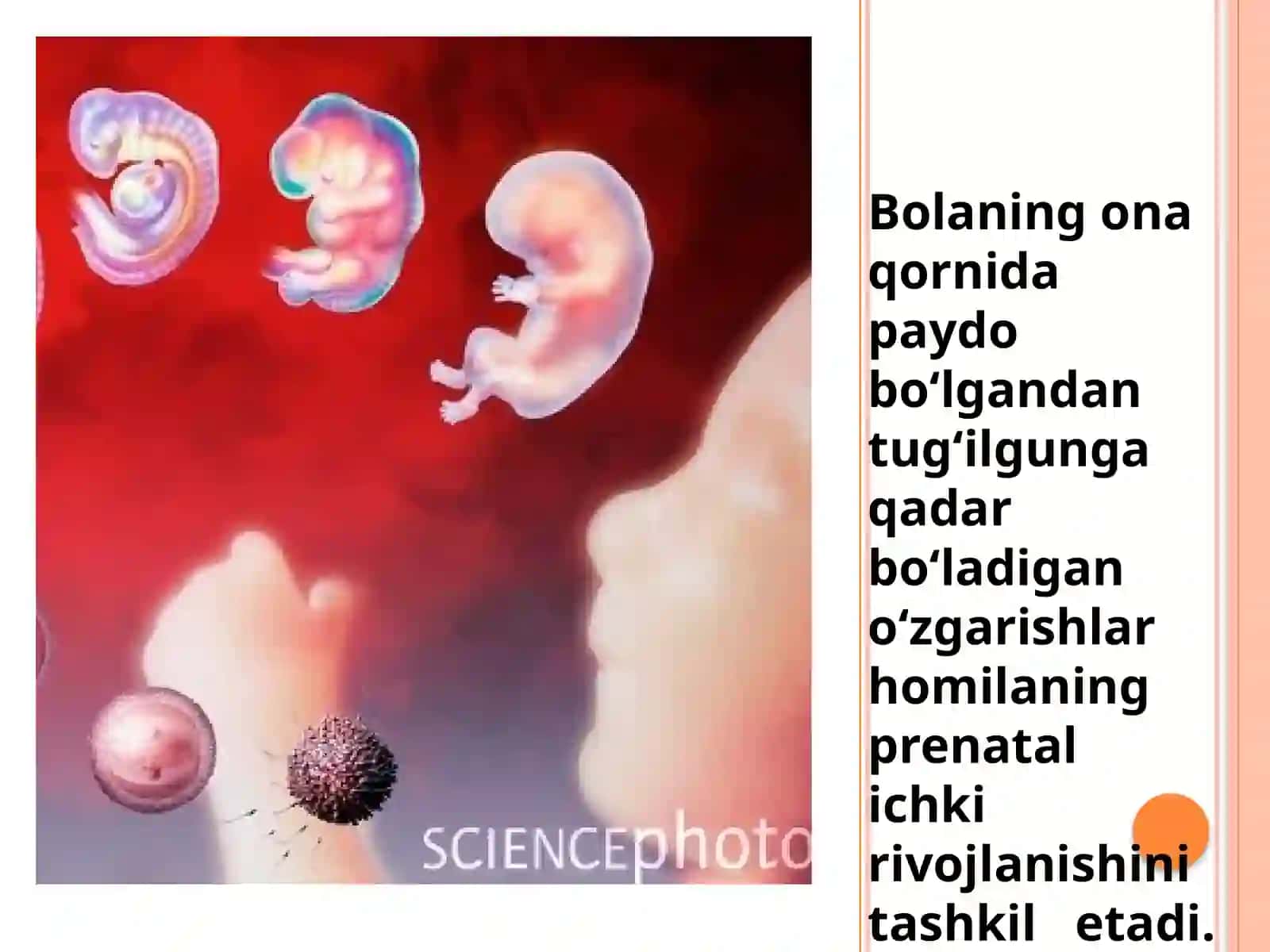 Ontogenezning ilk bosqichlari dainsonning psixik rivojlanishi ga xos xususiyatlari 3