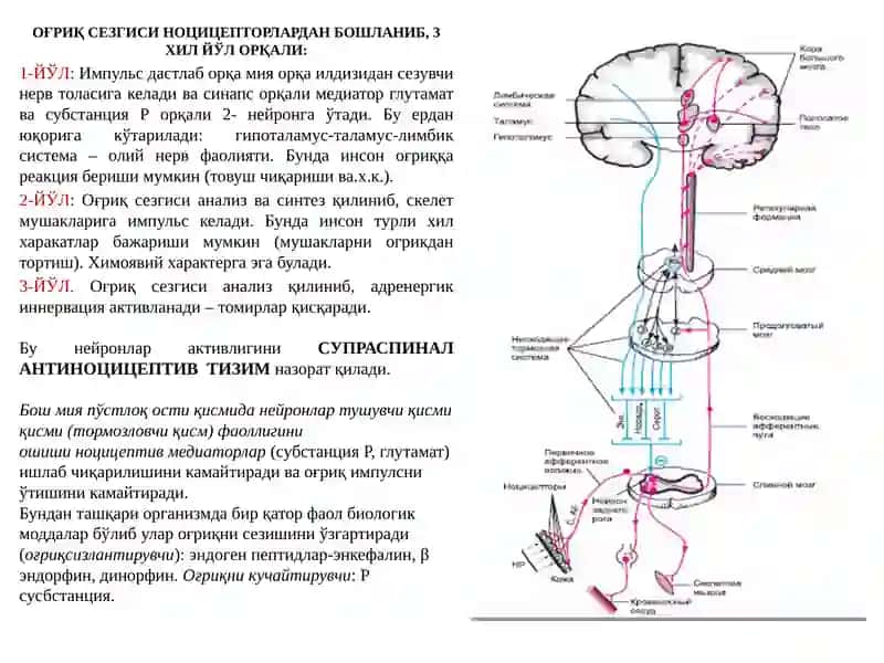 AНАЛГЕТИКЛАР 3
