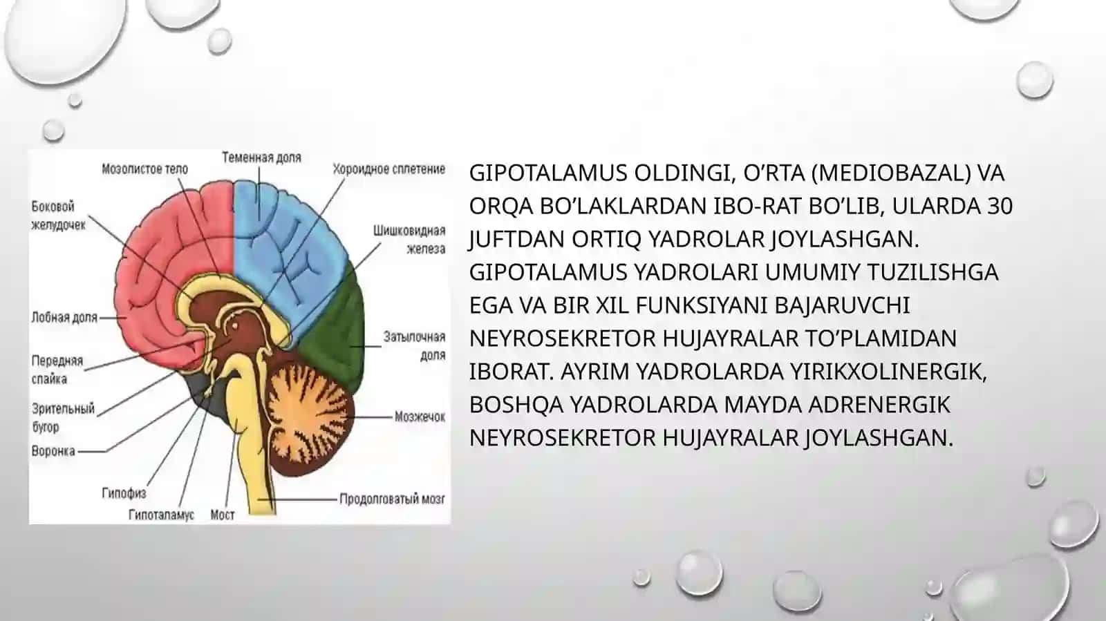 Gipotalamus neyrosekretsiyasining strukturaviy asoslari 3
