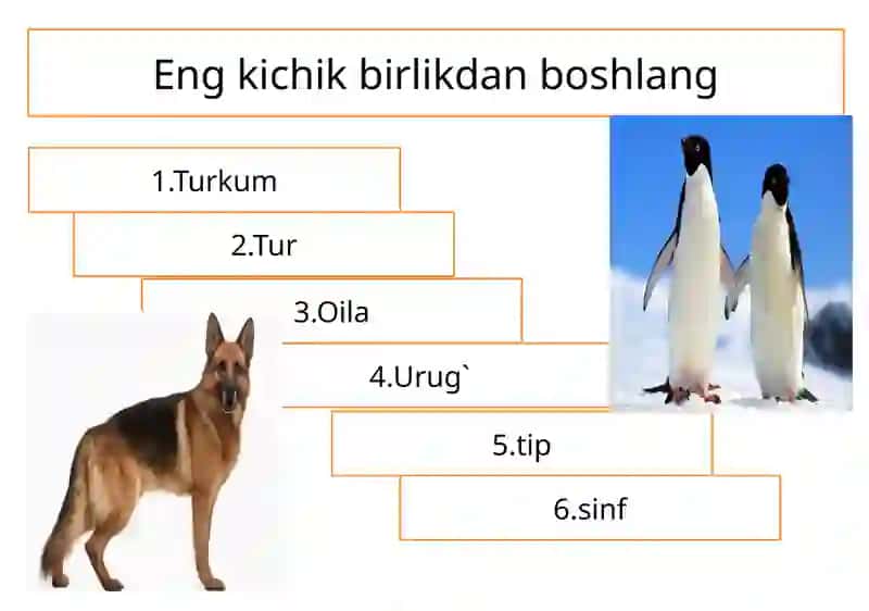 Sodda hayvonlar tipi Soxtaoyoqlilar sinfi 3